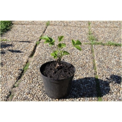 pnącza Powojnik całolistny Clematis Powb2