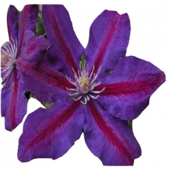 pnącza Powojnik Julka fioletowy z czerwonym pasem Pow1