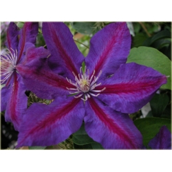 pnącza Powojnik Julka fioletowy z czerwonym pasem Pow1