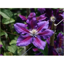 pnącza Powojnik Julka fioletowy z czerwonym pasem Pow1