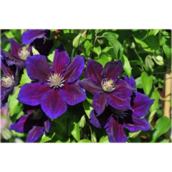 pnącza Powojnik Julka fioletowy z czerwonym pasem Pow1