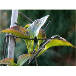 pnącza Powojnik Julka fioletowy z czerwonym pasem Pow1