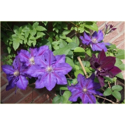 pnącza Powojnik Julka fioletowy z czerwonym pasem Pow1