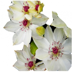 pnącza Powojnik Matka Urszula Ledóchow biały Pow16