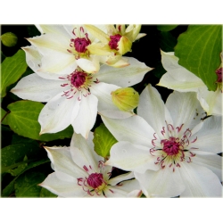 pnącza Powojnik Matka Urszula Ledóchow biały Pow16