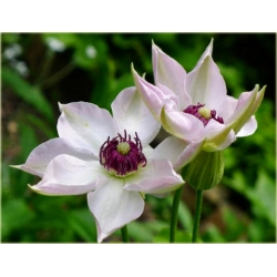 pnącza Powojnik Matka Urszula Ledóchow biały Pow16