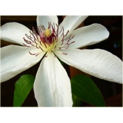 pnącza Powojnik Matka Urszula Ledóchow biały Pow16