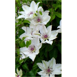 pnącza Powojnik Matka Urszula Ledóchow biały Pow16