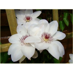 pnącza Powojnik Matka Urszula Ledóchow biały Pow16