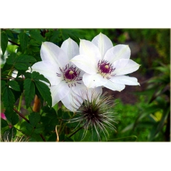 pnącza Powojnik Matka Urszula Ledóchow biały Pow16