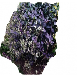 pnącza Powojnik prosty Purpurea Powb1