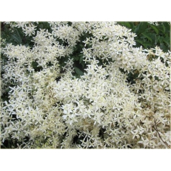 pnącza Powojnik prosty Purpurea Powb1