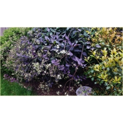 pnącza Powojnik prosty Purpurea Powb1