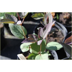 pnącza Powojnik prosty Purpurea Powb1