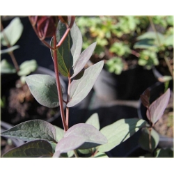 pnącza Powojnik prosty Purpurea Powb1