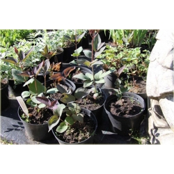 pnącza Powojnik prosty Purpurea Powb1