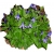 pnącza Powojnik całolistny Clematis integrifolia Powb2