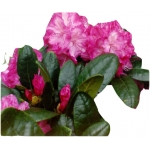 Rododendron Blurettia Roj3