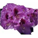 Rododendron Kabarett Ro43