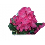 Rododendron królewski Zygmunt III Waza ciemnoróż łatka Rkr9