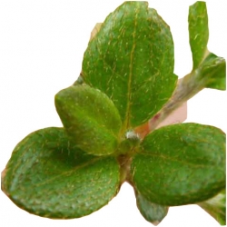 Azalia Alpinum jasnofioletoworóżowe Azj1