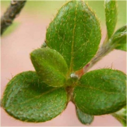 Azalia Alpinum jasnofioletoworóżowe Azj1