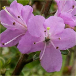 Azalia Alpinum jasnofioletoworóżowe Azj1