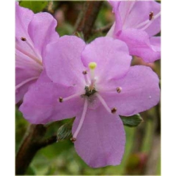 Azalia Alpinum jasnofioletoworóżowe Azj1
