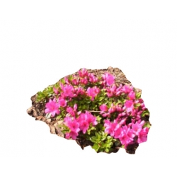 Azalia Anne Frank różowokarminowe Azj2