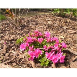 Azalia Anne Frank różowokarminowe Azj2