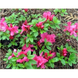Azalia Anne Frank różowokarminowe Azj2