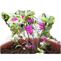 Azalia Blaue Donau ciemnofioletowe Azj3