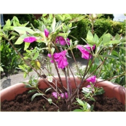 Azalia Blaue Donau ciemnofioletowe Azj3