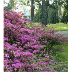 Azalia Blaue Donau ciemnofioletowe Azj3