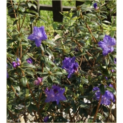 Azalia Blaue Donau ciemnofioletowe Azj3