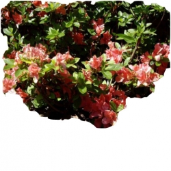 Azalia Geisha Orange Azj4