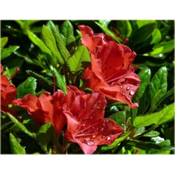 Azalia Geisha Orange Azj4