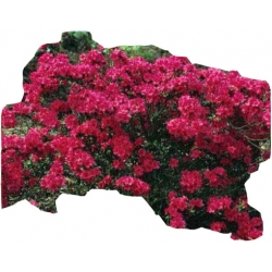 Azalia Geisha Red Azj6