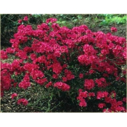 Azalia Geisha Red Azj6