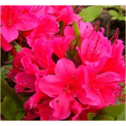 Azalia Geisha Red Azj6