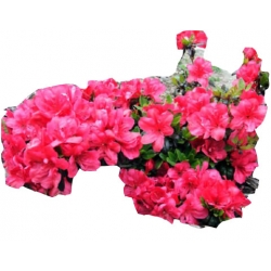 Azalia Madame Van Hecke różowe Azj12