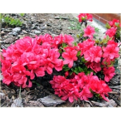 Azalia Madame Van Hecke różowe Azj12