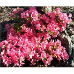 Azalia Madame Van Hecke różowe Azj12