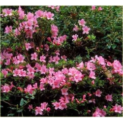 Azalia Madame Van Hecke różowe Azj12