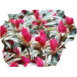 Azalia Silver Sword czerwona Azj24