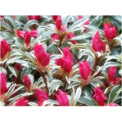 Azalia Silver Sword czerwona Azj24