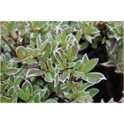 Azalia Silver Sword czerwona Azj24