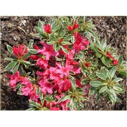 Azalia Silver Sword czerwona Azj24