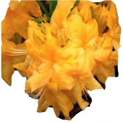 Azalia Anneke żółte Azw1