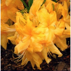 Azalia Anneke żółte 5 lat Azw1